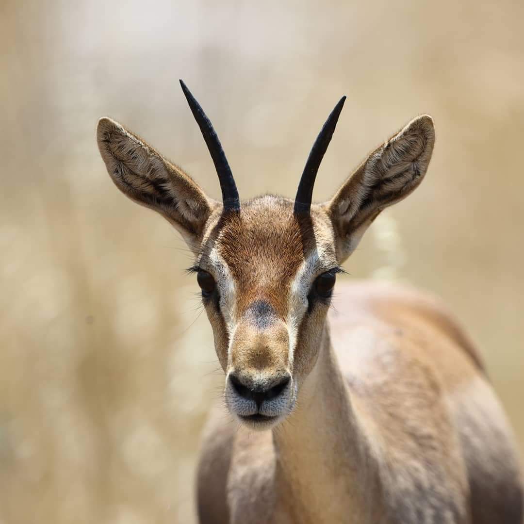 Dağ ceylanlarının Türkiye'de yaşadığı tek bölgeye taş ocağı projesi! Anayasaya göre devletin hayvanların yaşamını yok etmeye hakkı yok. İvedilikle bu proje iptal edilmeli, ceylanlara ait korunan alan geri verilmeli. #HatayDağCeylanınaKıymayın #DağCeylanınaKıymayın <a href="/TCTarim/">T.C. Tarım ve Orman Bakanlığı</a>