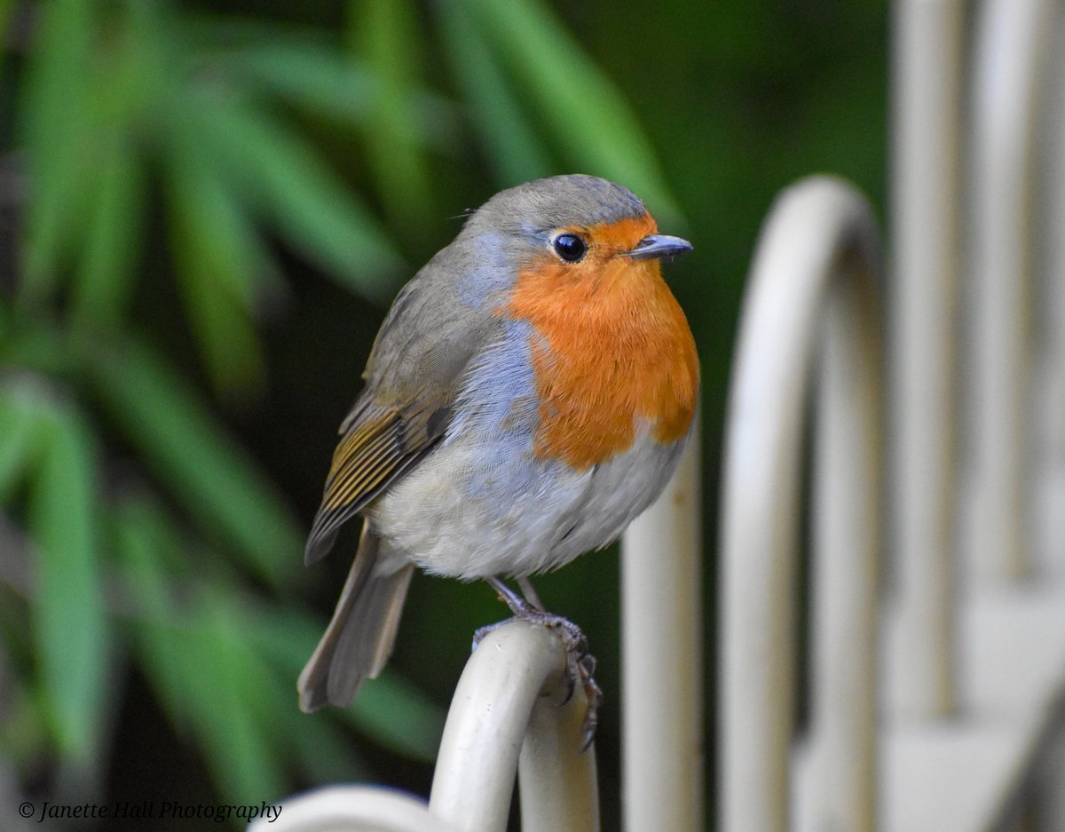 Janette Hall86 tweet media