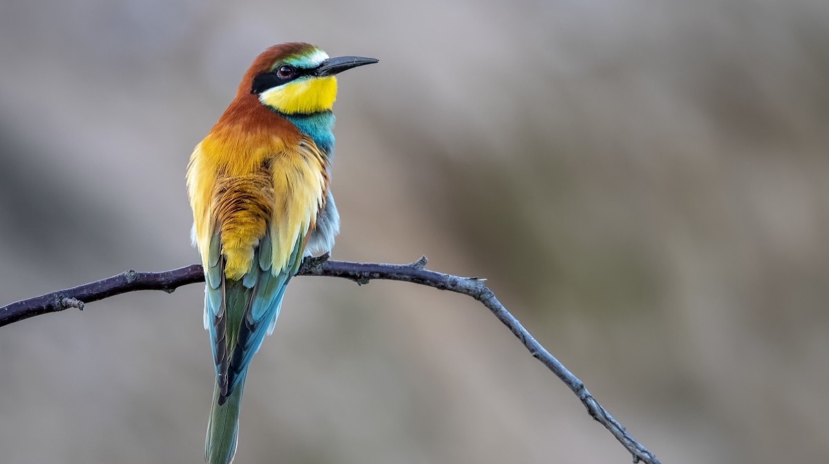 #PlanesEnÁvila 🔵 Feria de Ornitología de Castilla y León (Ornitocyl)
<a href="/ornitocyl/">Ornitocyl</a> <a href="/dipuavila/">Diputación de Ávila</a>
avilared.com/art/57576/feri…