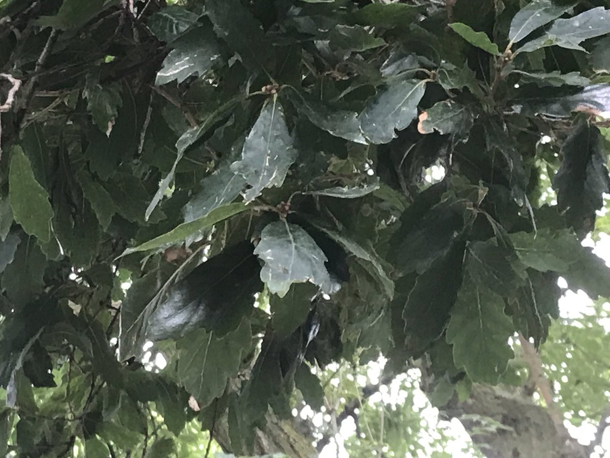 treeruss's tweet photo. Keep finding unusual trees in #HaringeyParks. Who knew there was a Turner’s Oak in #DownhillsPark? Turner’s Oak is a sun-evergreen hybrid between deciduous English oak &amp; evergreen Holm Oak.
#Quercusxturneri #HaringeyTrees #TottenhamTrees #TurnersOak #TreeRuss #HybridOaks #Quercus https://t.co/7103BrT39n