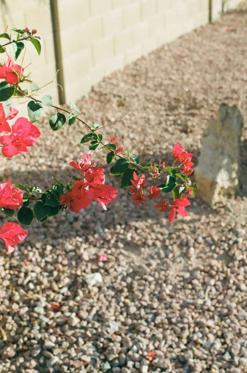 Some photos I took in my backyard with Kodak gold on the Canon ae-program