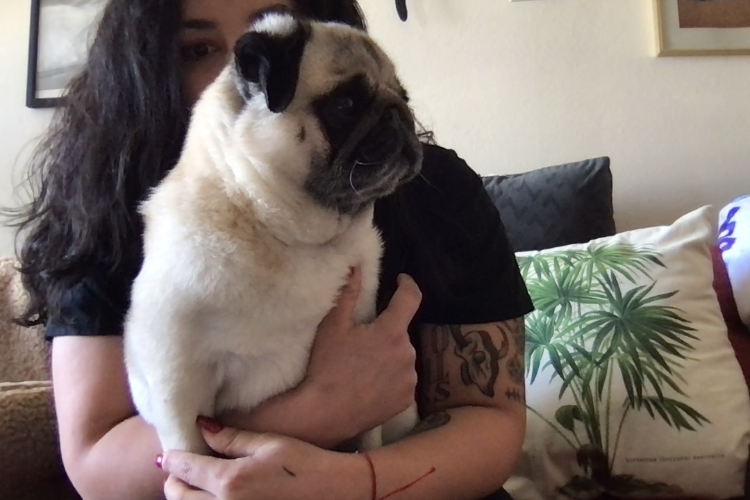 pg13_rated_liz's tweet photo. Here is Lily helping me practice my #PyBay2021 talk earlier today!
(It was too hot to bring her to the actual event.) https://t.co/W78q3X2kKu