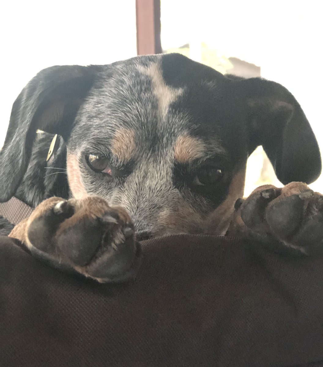 EllenFurlong1's tweet photo. How am I supposed to get anything done? https://t.co/fnxETuOsJv