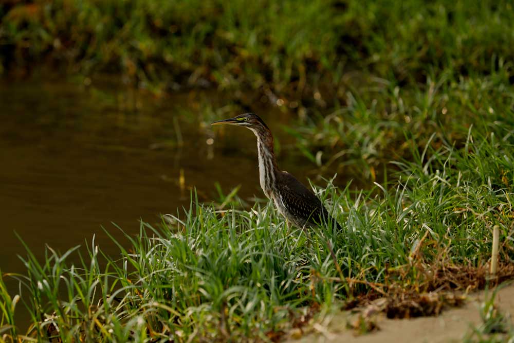 adelayderivas's tweet photo. October Big Day 2021. Puerto Rico #OctoberBigDay, #eBird, #niñasconalas, https://t.co/JrjifE5O60