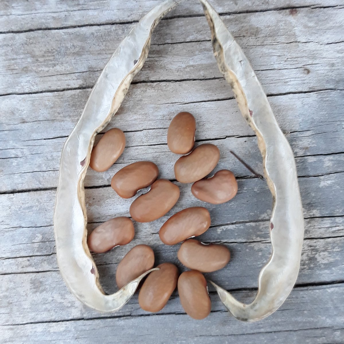WitchesFor's tweet photo. #SeedSaving 101:

Only keep the prettiest, plumpest seeds for planting next season. 

A couple in this image won't make the cut

#permaculture #heirloom #KentuckyWonder #PoleBean https://t.co/zai669n2ng