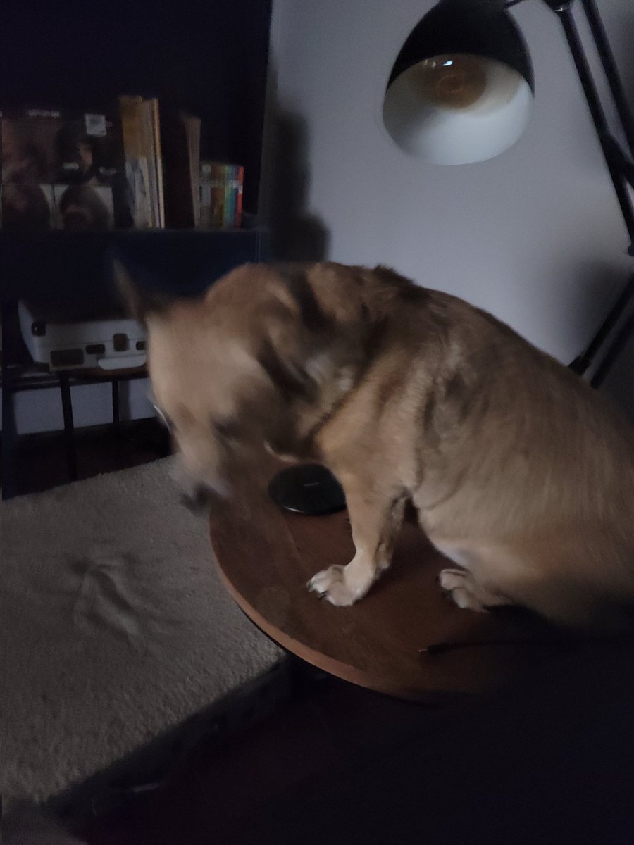 roseannetweets_'s tweet photo. I told my dog to move off the sofa. 🤣 https://t.co/3dtocCUbeN