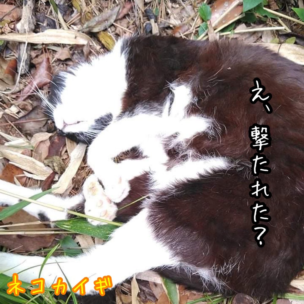 nekokaigi0411's tweet photo. 「え、撃たれた?」
#ねこ好きさんと繋がりたい
#ネコ部 #猫 #いやしねこ
#ねこのいる暮らし
#ねこ写真
#野良猫 #地域猫
#かわいい
#cat #catlife #catlover
#communallyownedcat
#catfreak #lifewithcats
#catsmeeting
#meow #meowlife
#ネコカイギ https://t.co/GmT9H8gRjP