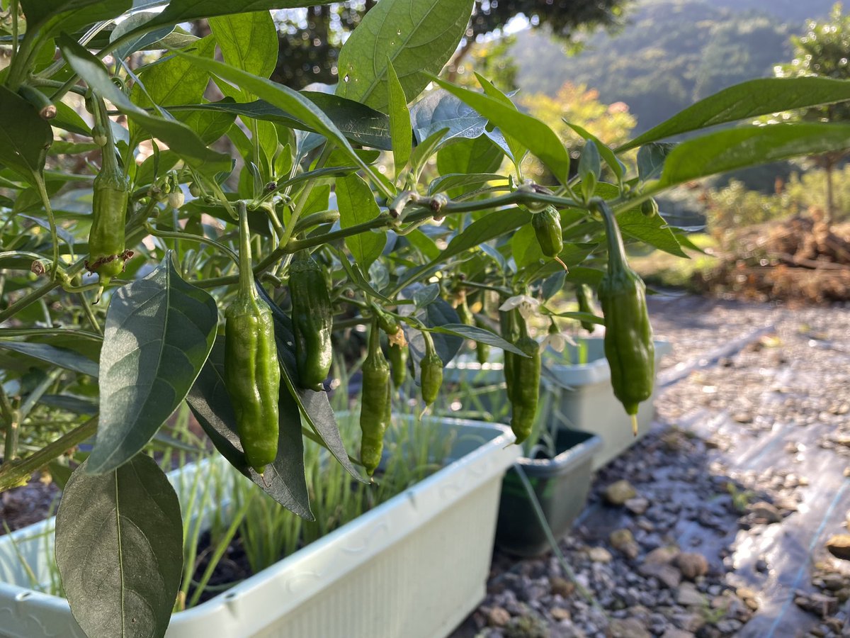 シシトウ侍 初めての家庭菜園 V Twitter おはようございます 今朝の収穫は9つです 8 ノ 家庭菜園 シシトウ 収穫