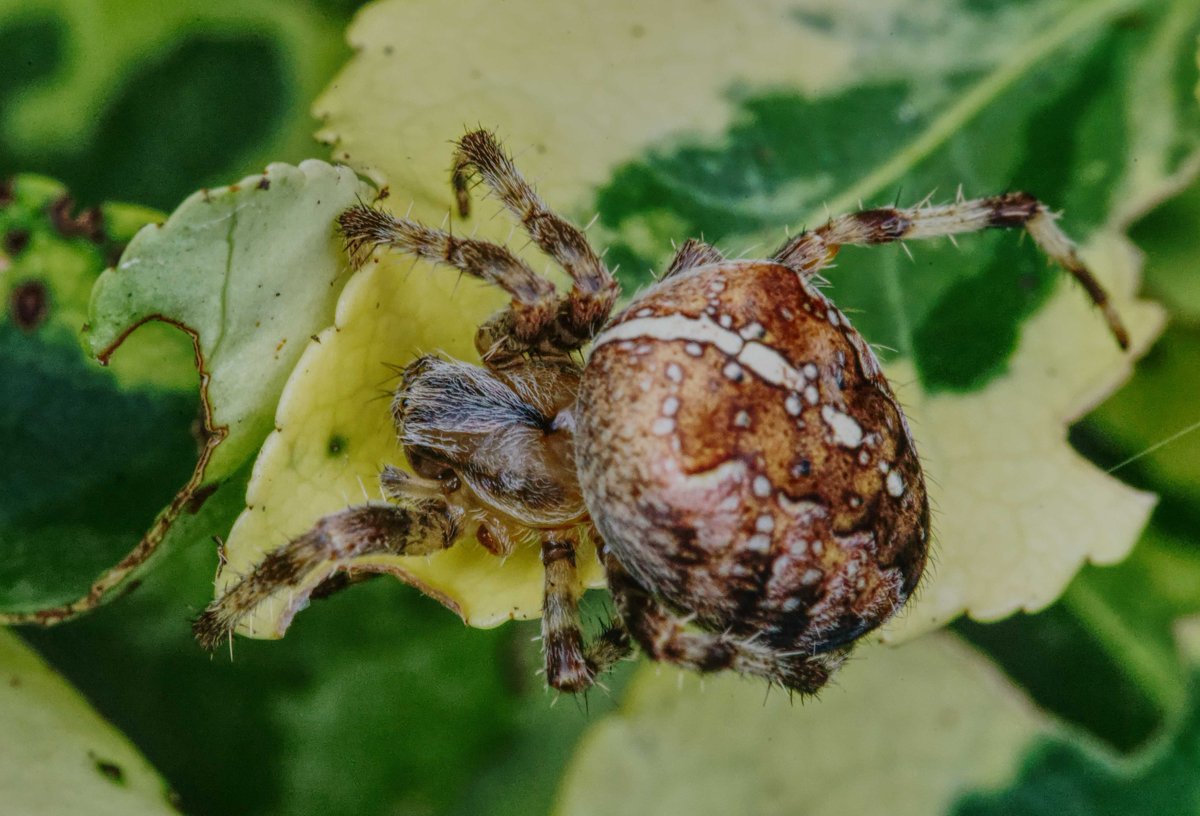 geraldinethomp9's tweet photo. Gorgeous markings.
#spider #macrophotography #MacroHour #creativemacro #PhotoOfTheDay #PHOTOS #photographyislife #Photography #gardenphotographer https://t.co/we1vTFo4PB