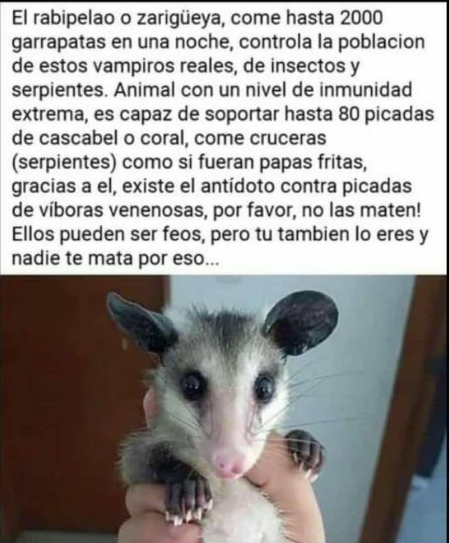 Es #IMPORTANTE saberlo 👉 RT <a href="/RMCS631602082/">RMCS</a>:  <a href="/begigo9246/">Belkys Gómez</a>