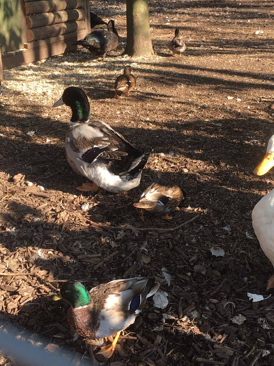 Look at this COLOSSAL duck I saw today wtf I am horrified