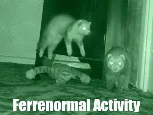 SubRosaMagick's tweet photo. What ferrets do in October when your not lookingπ
#ferrets #catsnakes #carpetsharks #spookyseason https://t.co/INa2HEGeEf