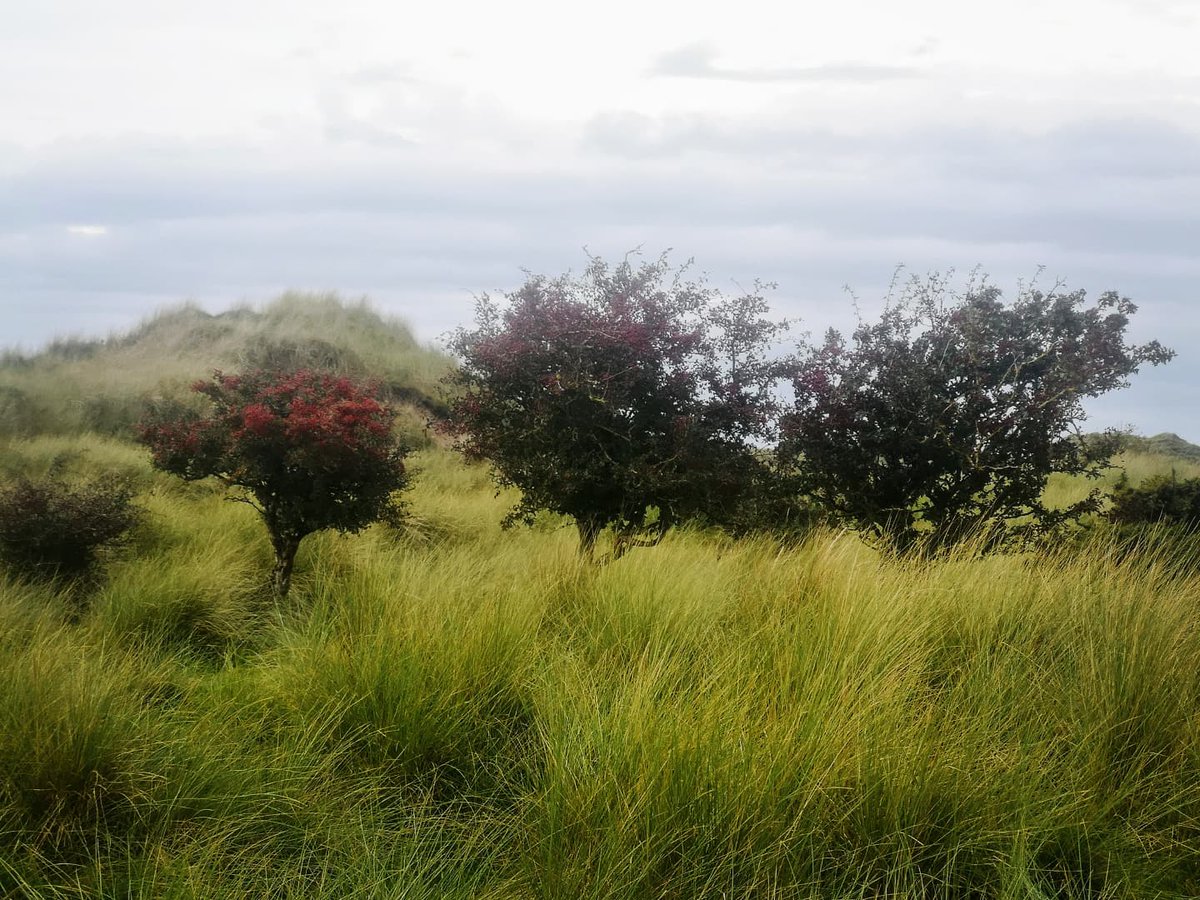 bethan_gardener's tweet photo. The most haw-full Hawthorn in the dunes #Roanhead #Sandscale https://t.co/3Ll8eMQa7K