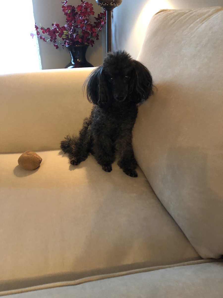 Good evening!! ❤️🐩