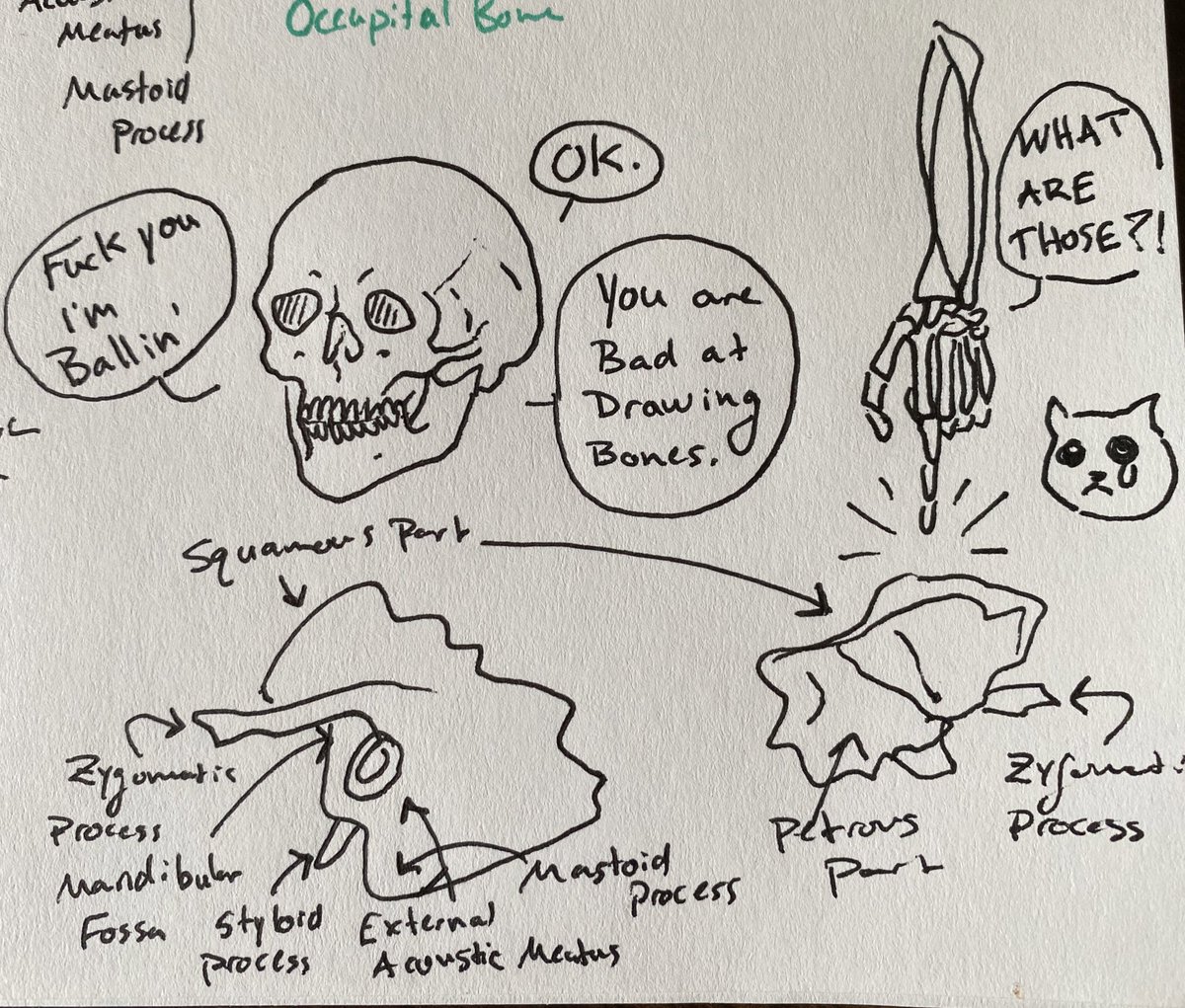 Studying anatomy again -_- Don't freehand bones 