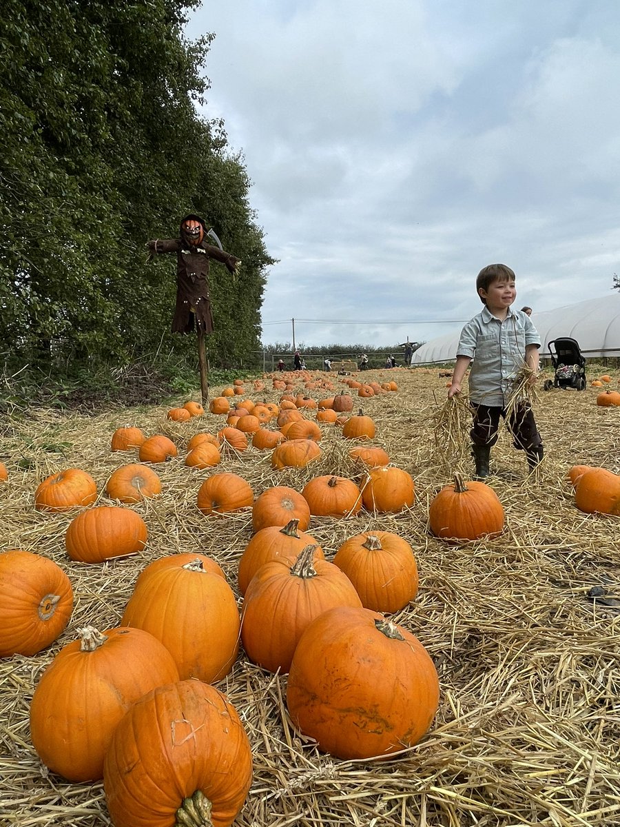 absolutoursuk's tweet photo. #Pumpkin &amp; #fruit picking @trevaskisfarm only travelled a few #foodmiles for these beauties! #strwberries #radberries @SulisGuides @awctg #buylocal @LocalCornwall @CornwallFood @rob_farmingshow @BBCFarmingToday Great outdoor restaurant too. https://t.co/TF5mC6cLAS