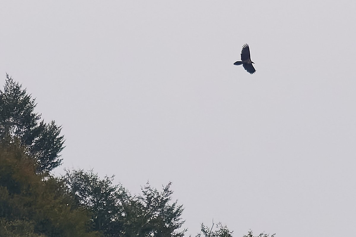 BatumiRaptors's tweet photo. A long awaited species for @BatumiRaptors, and yesterday the #BRC13 team finally added the 38th diurnal raptor to our species list: a Lammergeier!
It was seen from the Shuamta count station, on a day with 3 Griffons and an impressive 24 Imperial Eagles.
(πΈ: @barthoekstra) https://t.co/S9j1oZOGjF