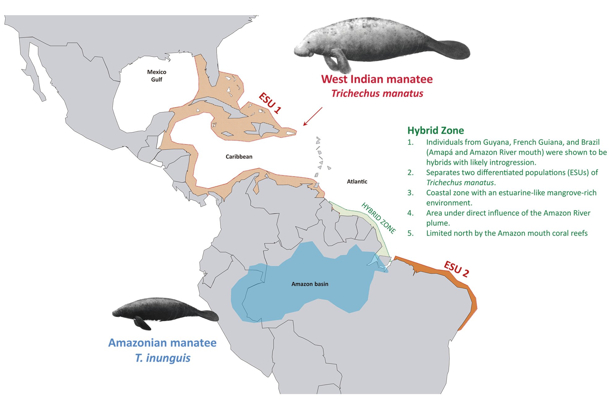 Área de ocorrência do peixe-boi-da-amazônia e do peixe-boi-marinho, além de uma área de hibridização.
