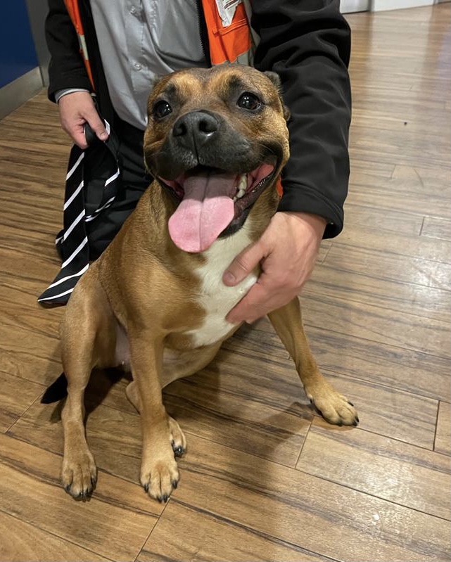 This gorgeous girl was found on a Service 34 at #lochend tonight. She’s being well looked after by <a href="/EdinburghPolice/">NotEdinburghPolice</a> at St Leonards Police Station but we’d like your help in reuniting her with her owner(s).

Please share far and wide 🐾

#LothianBuses #LostDog #Edinburgh