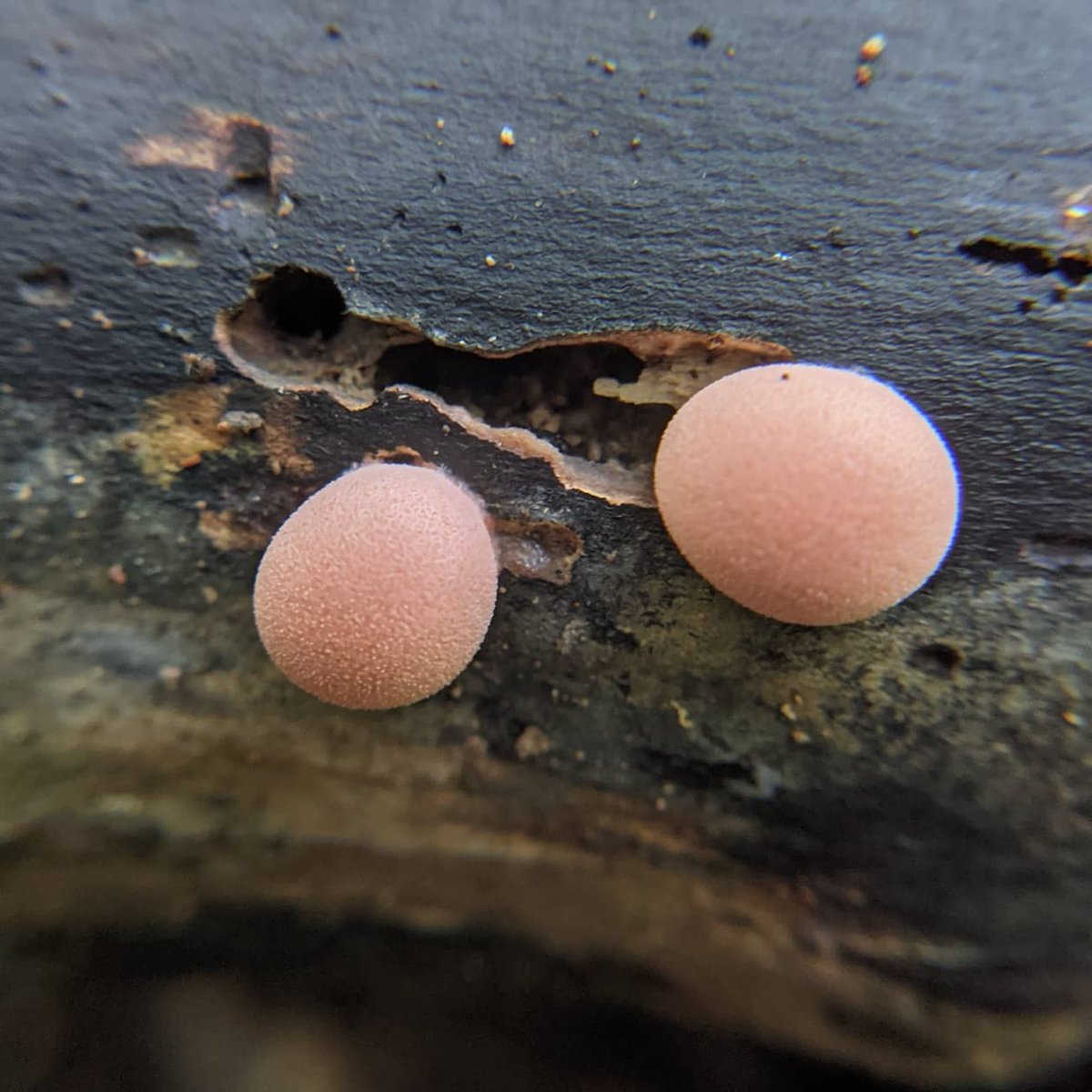 suburbanjungle_'s tweet photo. I've missed the woods! @KearaGiannotti and I headed to the Wissahickon and saw all kinds of wonderful weird things! 

1. Pretzel slime mold (Hemtrichia serpula) 2. Eyelash cup fungus ( Scutellinia sp.) 3. Wolf's milk (Lycogala epidendrum) https://t.co/dw0cCzl6WH