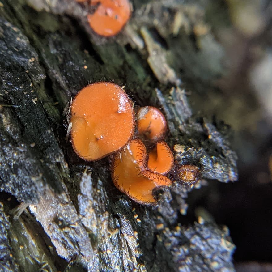 suburbanjungle_'s tweet photo. I've missed the woods! @KearaGiannotti and I headed to the Wissahickon and saw all kinds of wonderful weird things! 

1. Pretzel slime mold (Hemtrichia serpula) 2. Eyelash cup fungus ( Scutellinia sp.) 3. Wolf's milk (Lycogala epidendrum) https://t.co/dw0cCzl6WH