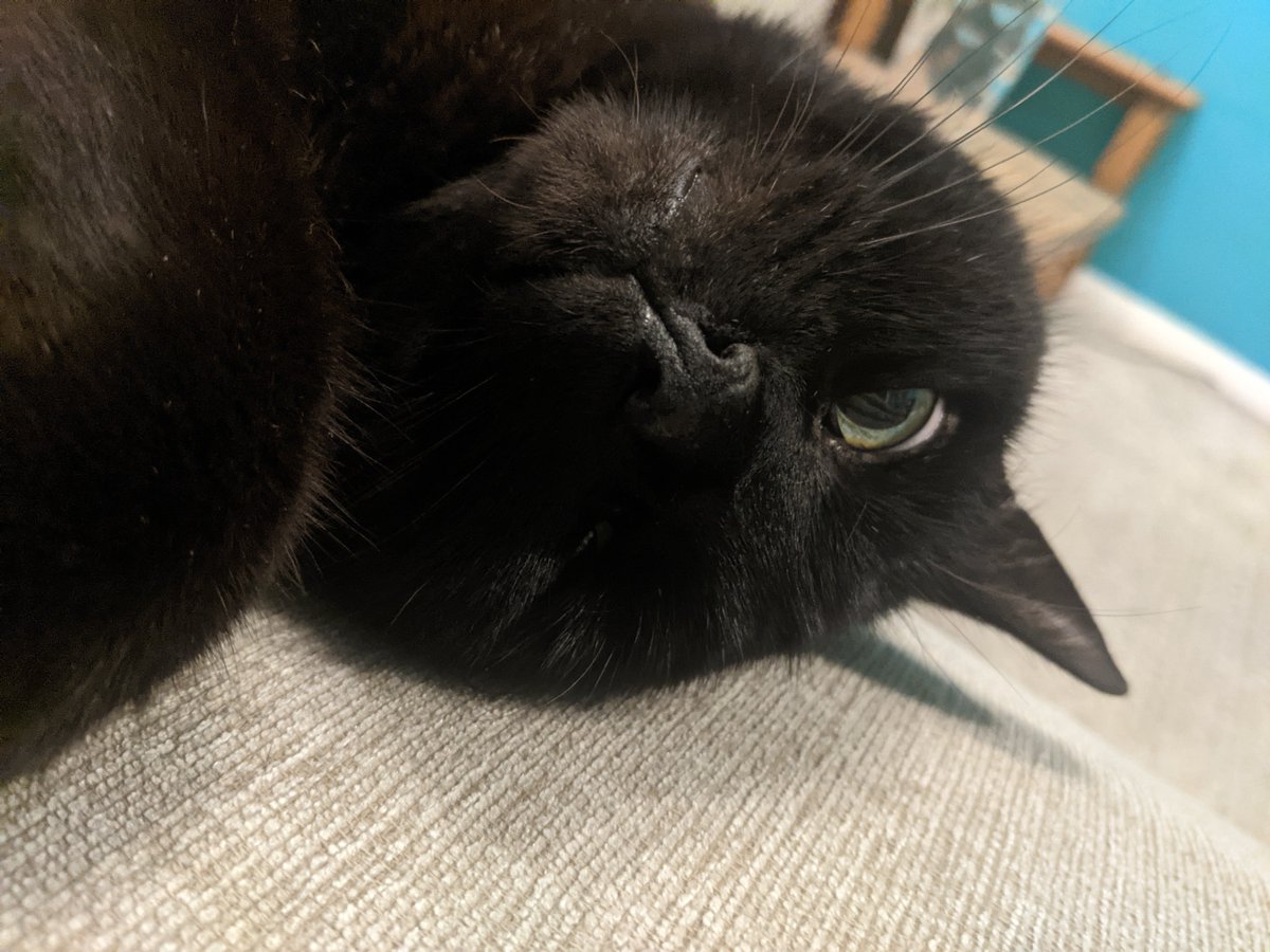 Dailycats_ (@Dailycats12) / Posts / X