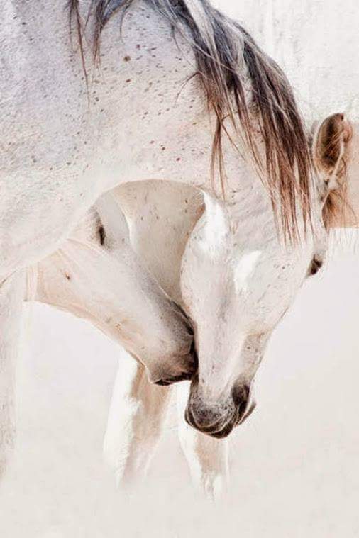 Лошадь тяжеловоз. E horses. Две белые лошади. E horses. E horses.