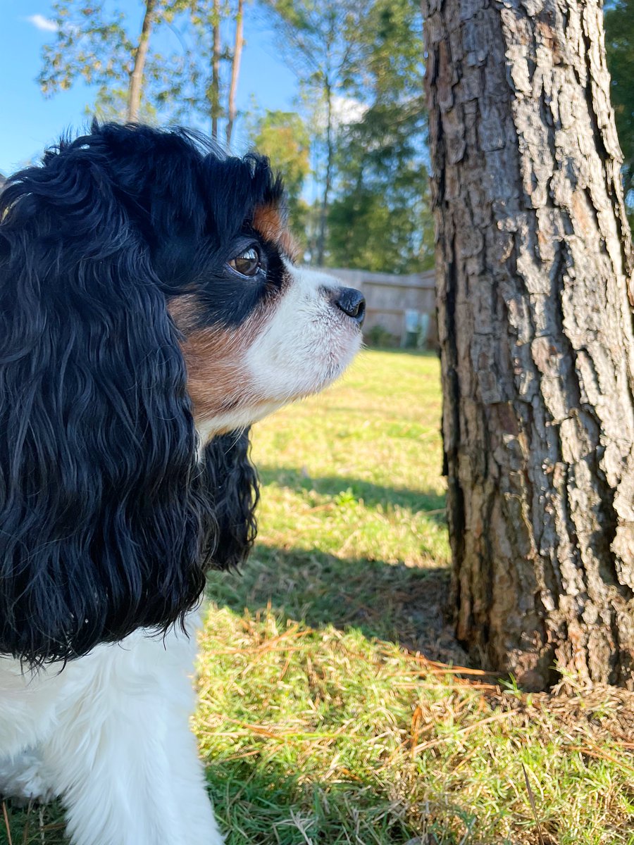 IndyAndCleo's tweet photo. That squirrelly THING is back.
Ohhhhhhh how it mocks me. โBogey
๐ฟ
๐ณ
๐ผ
#dogthoughts ๐ญ #inmybackyard #thegrassISgreener #cavatude #cavlife #cavaliersofinstagram #cavpack #dogsoftwitter #pawsome #rescuedog #sendadogphoto #thoseEARS #itsacavthing #dogsofhouston #texasdogs #dogs https://t.co/U2Do9n0lLL