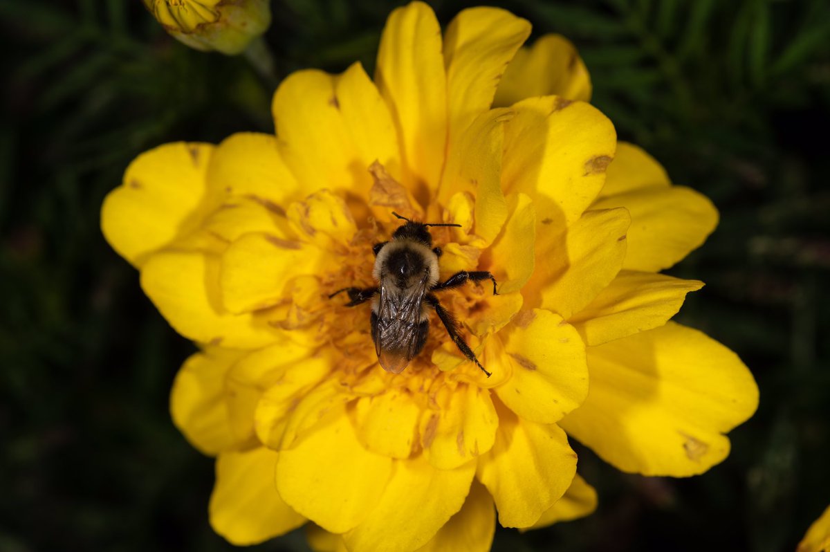 Sleepy bee on a yellow flower