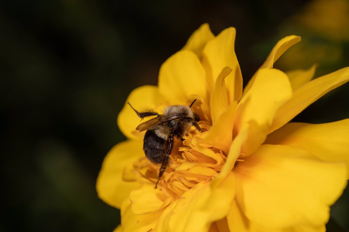 Another sleepy bee kicking up its leg