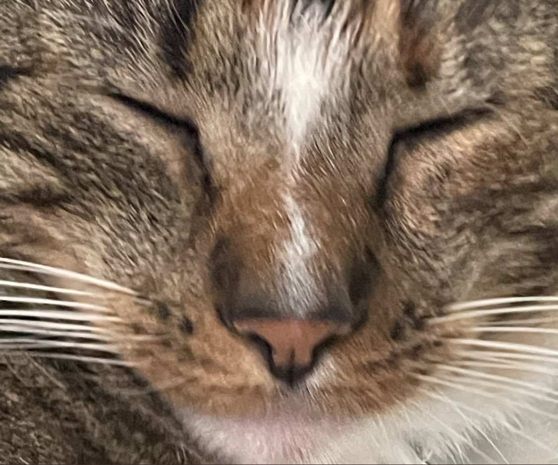 dreamreposts tweet picture