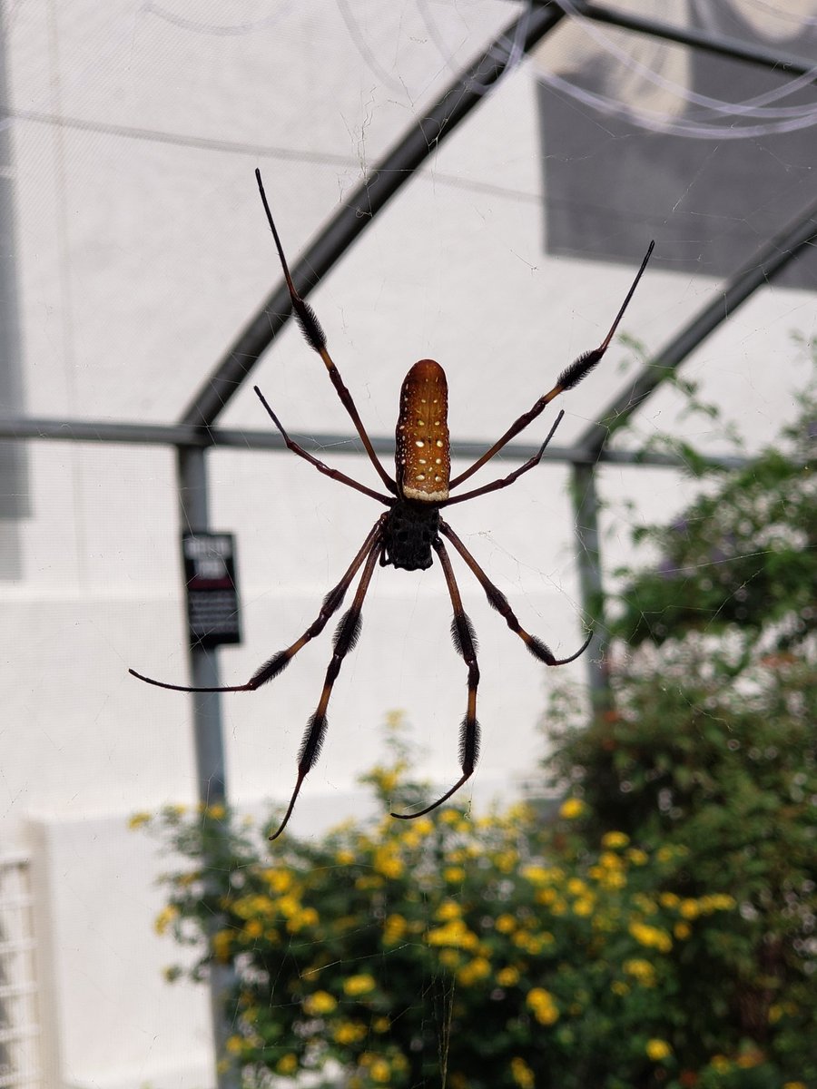 Aphotic_Knight's tweet photo. From the Spider Pavilion at the Natural History Museum of Los Angeles. Phone cameras are not good for photography, but these weavers were pretty.
#nhmla #naturalhistorymuseum #spider #pavillion #justMattThings https://t.co/liN4HTAaUu