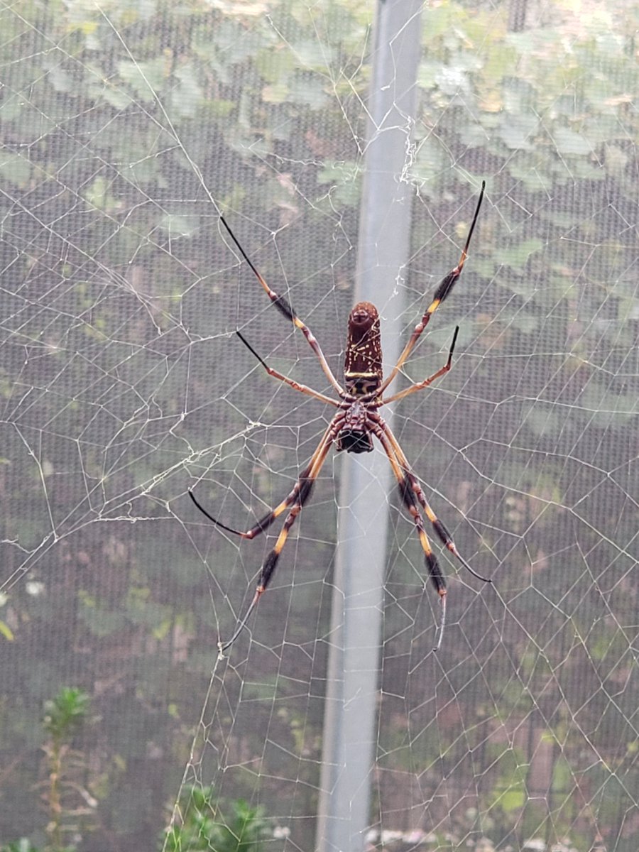Aphotic_Knight's tweet photo. From the Spider Pavilion at the Natural History Museum of Los Angeles. Phone cameras are not good for photography, but these weavers were pretty.
#nhmla #naturalhistorymuseum #spider #pavillion #justMattThings https://t.co/liN4HTAaUu