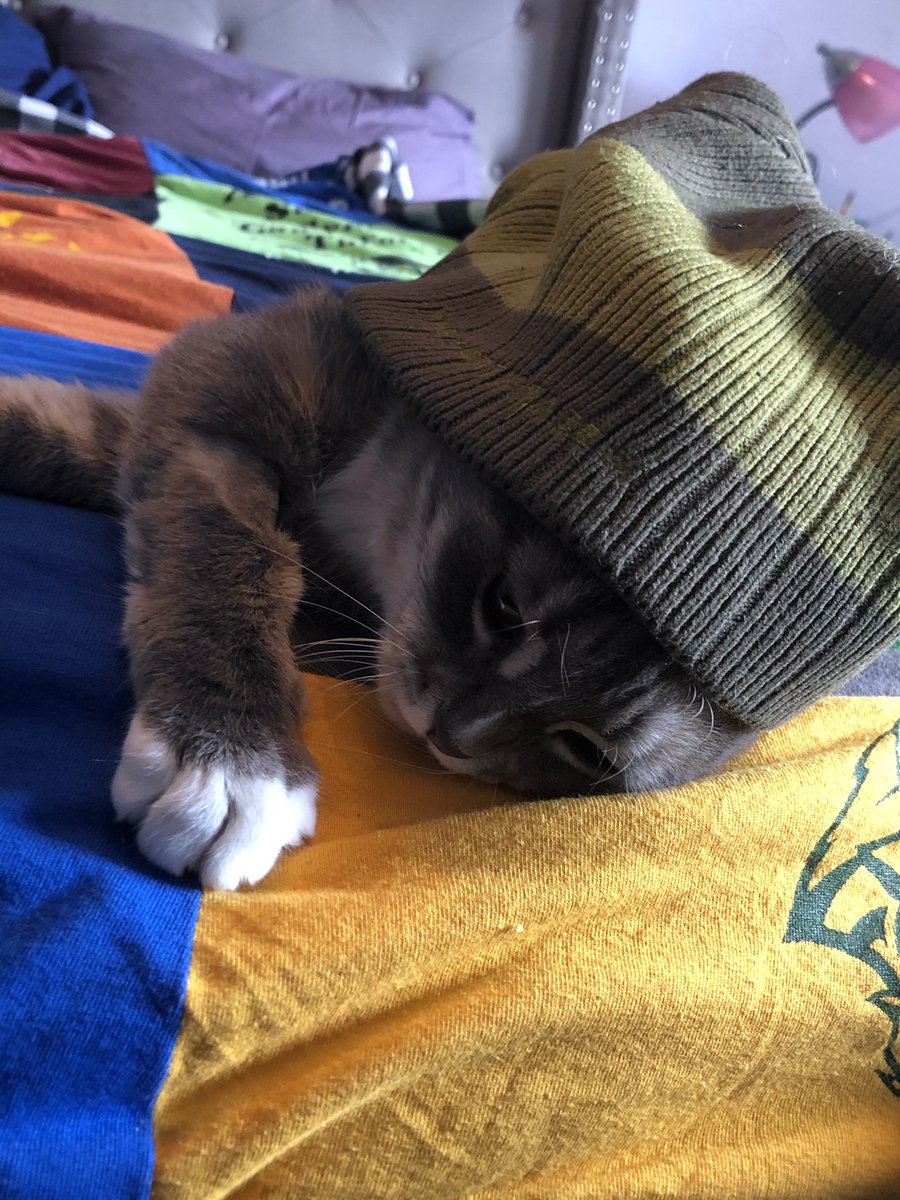 CatQueenEliza's tweet photo. It me, the cutest cat https://t.co/Mj7vEy0M1Q