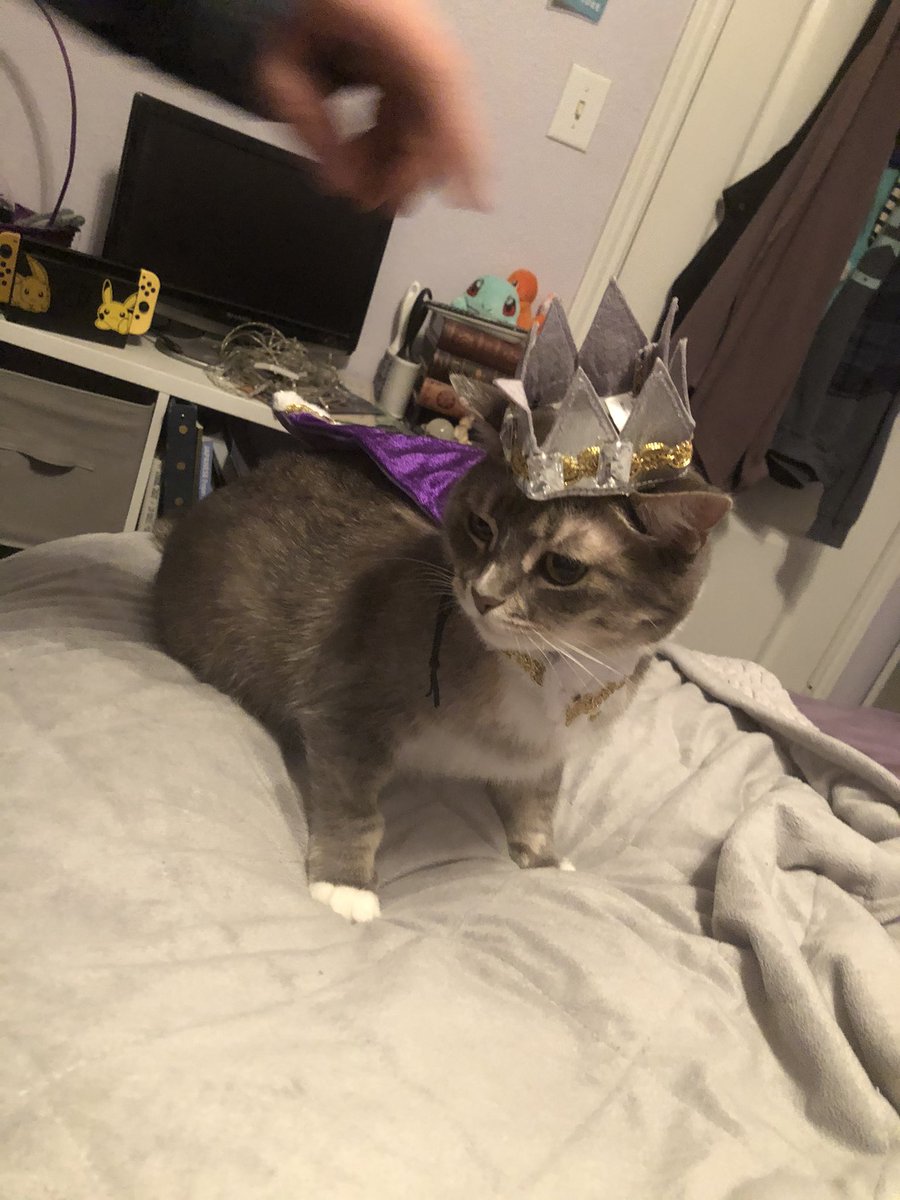 CatQueenEliza's tweet photo. It me, the cutest cat https://t.co/Mj7vEy0M1Q