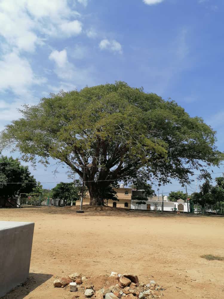 MarcoGEscamilla's tweet photo. Impresionante árbol de parota, que da nombre al Fraccionamiento donde habita. Cuidemos nuestra naturaleza. https://t.co/Ua7iRGph0Y
