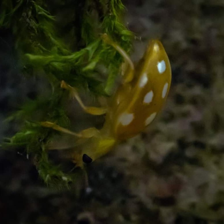 Sechzehnfleckiger Marienkäfer