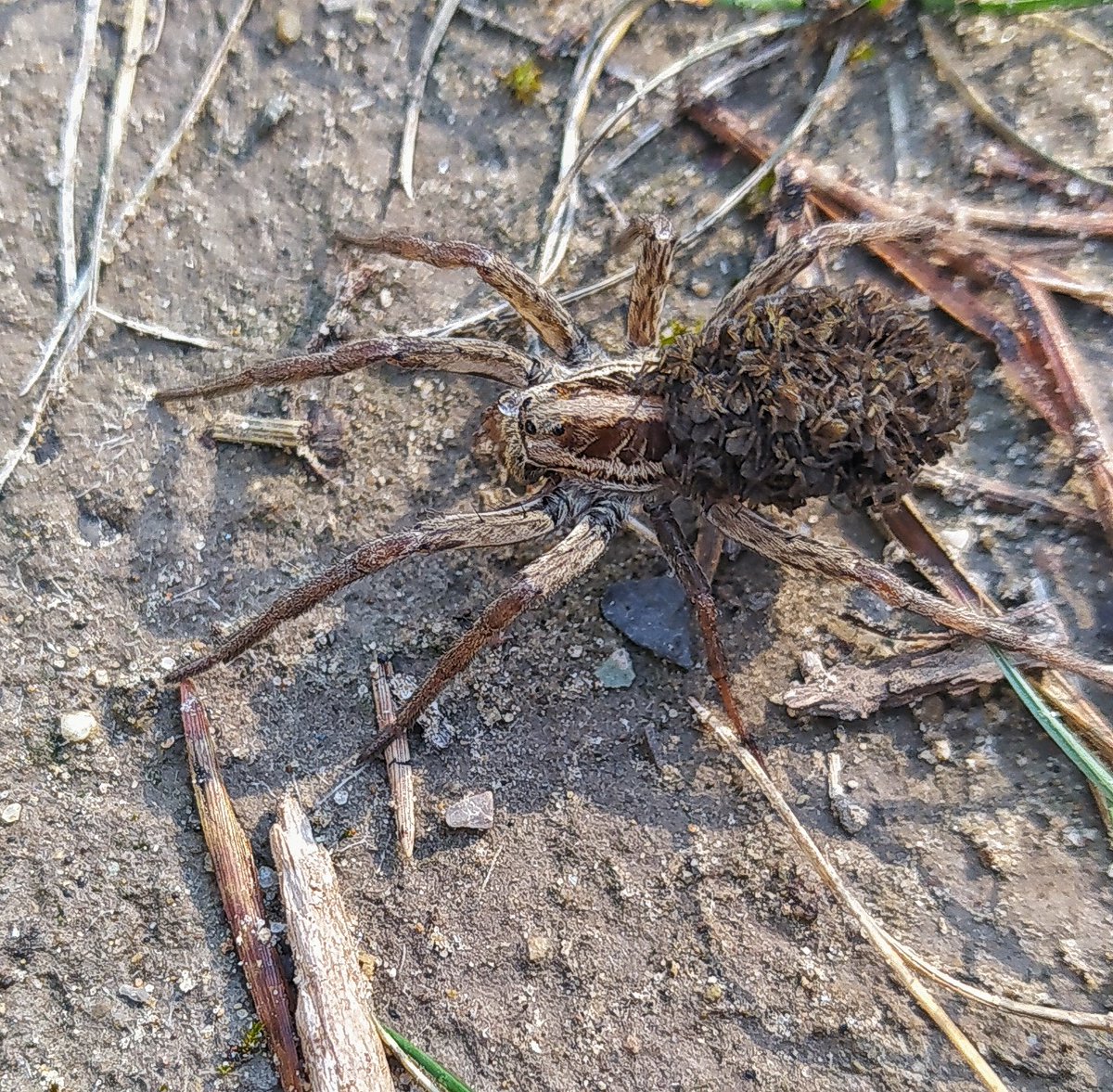 Y sólo hay que abrir bien los ojos 👀 y dejarse sorprender.
🕷️ Araña lobo (Hogna radiata) portando sus crías...