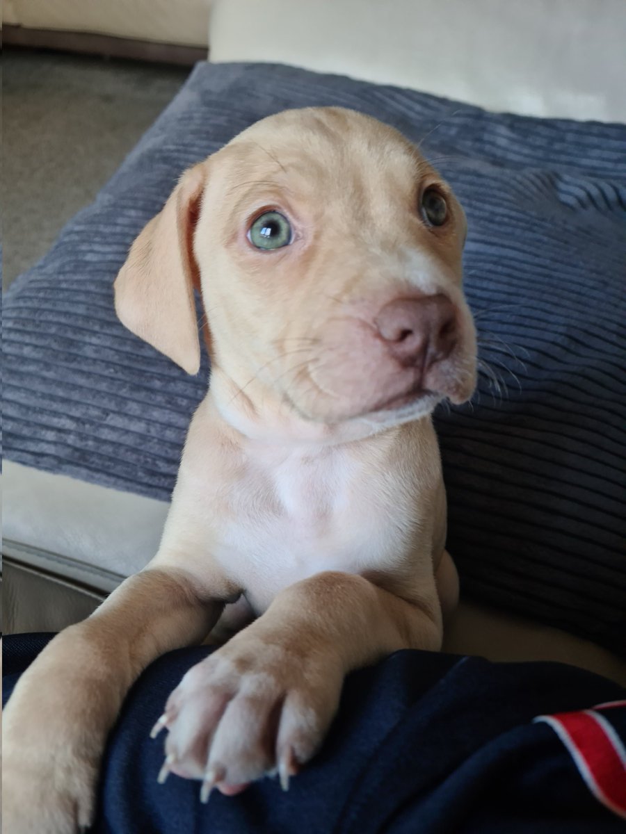 My name is Hugo, I am a new employee <a href="/JigsawRProject/">Jigsaw R Project CIC</a>. My role is as a therapy dog to help the young people in our semi-independent living project.
I will also be working in our adult provision supporting people with complex needs. 
Watch this space for updates🐕‍🦺🐶🤗