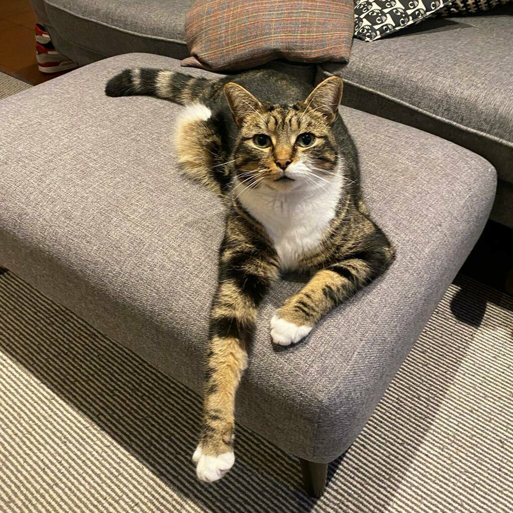 TransDivision's tweet photo. GTD Always good to check in with Marble! Chilling three legged styles! #tripodcatsofinstagram #cat #mancat #furryson #gammatd https://t.co/I3j7s5rOAG