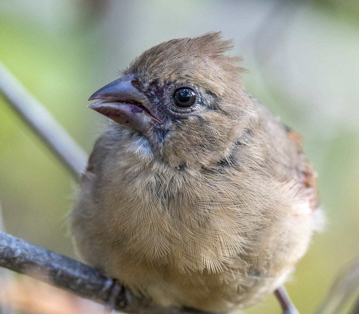 JocAPhotography's tweet photo. A young female Northern Cardinal with a berry-stained beak that was calling at its mom for food. Its mom is the female Northern Cardinal that will take food from the Hand of Snacks. https://t.co/CJrzLRIj31