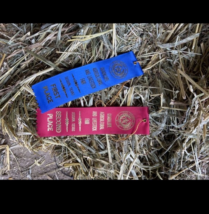 RobertV_33's tweet photo. Guadalupe County Fair had fun!! 
Another great learning experience.
@Lehmanffa 
#GodIsGreat #Livestock #Future https://t.co/YgGyxu2Nd3