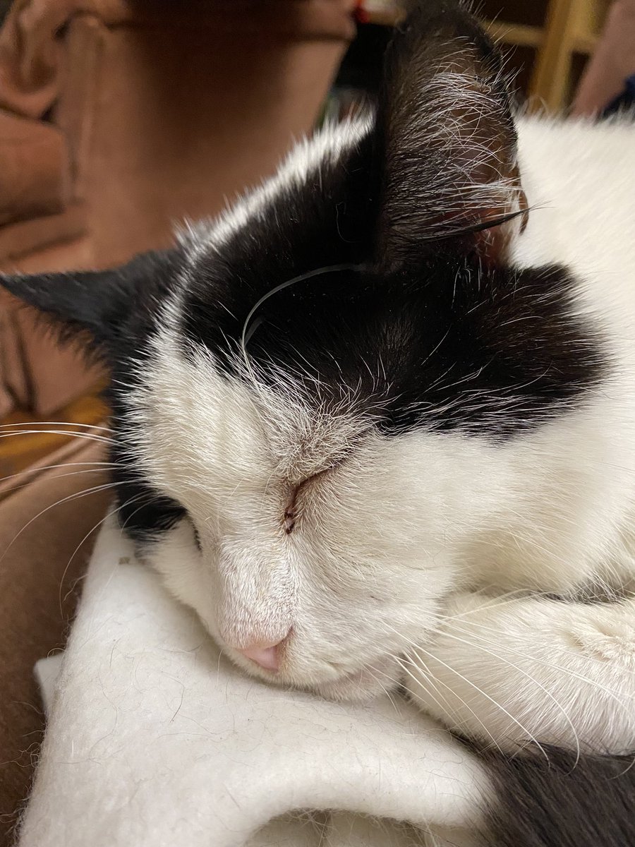 Biffathecat's tweet photo. I’m told that @bbcstrictly was fabulous tonight. I had a little nap on the sofa, despite all the noise around me!
#BeLikeBiffa 
#CatsOfTwitter https://t.co/mrSfx4pFaW