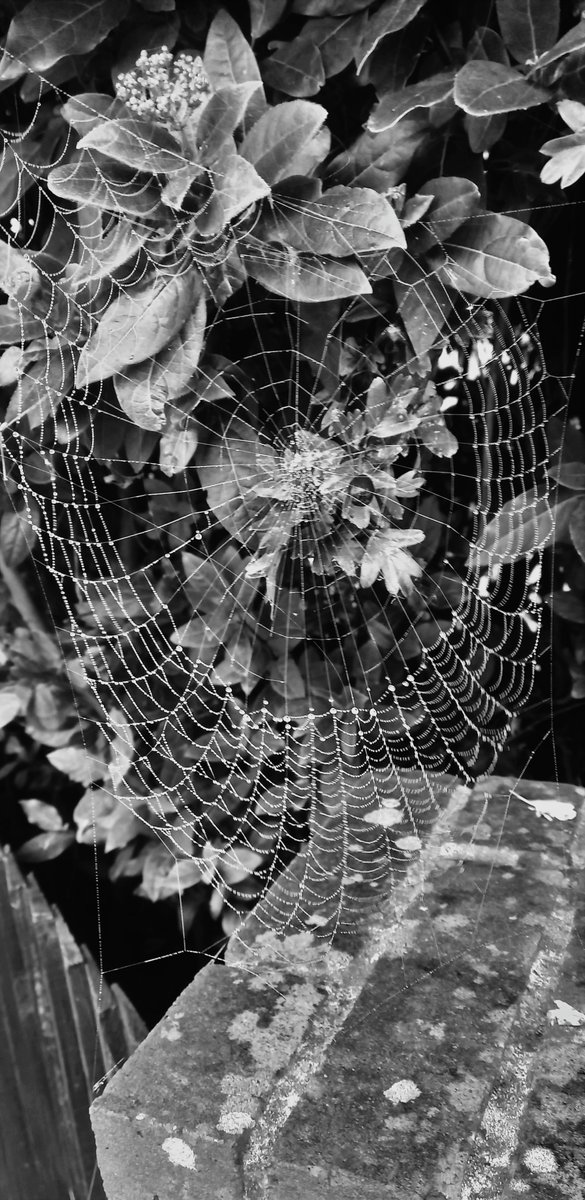 Thomas_Wheelock's tweet photo. Fiction is like a spider's web
@TeddingtonNub @Teddington_Town
@stormhour @Visit_Richmond1 @TheroyalParks
@BBCEarth @natures_voice @SurreyLife
@HRP_palaces #BacklightWorld #Kingston #photography #EastMolesey #BushyPark #blackandwhitephotography https://t.co/mZ8bZ5h9wH