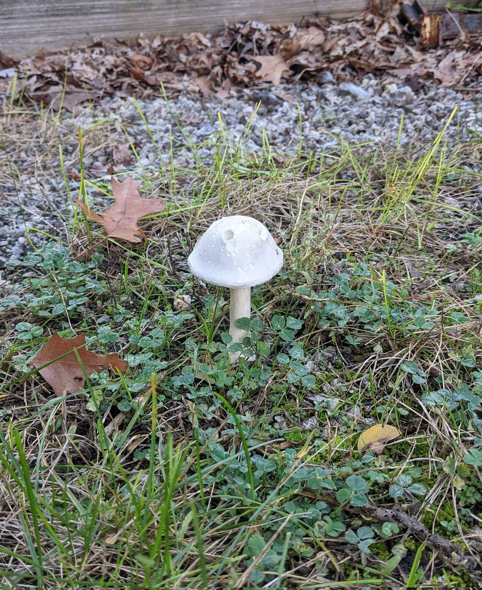 MaxBrassing's tweet photo. #PWPoePrompts Day 9 "One"
One mushroom I found today. Thoughts? #nature #mushroom
Code blue? should I alert Gendo Ikari? Or are we safe? #Evangelion #AngelAttack #WritingCommunity https://t.co/lgosUx4k72