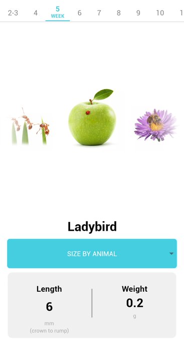I never thought I would be excitedly counting down the days until my baby is the size of a honey bee<a href="/tag/mvsales"class="tags"><span>#mvsales</span></a><a href="/tag/mvtrans"class="tags"><span>#mvtrans</span></a>