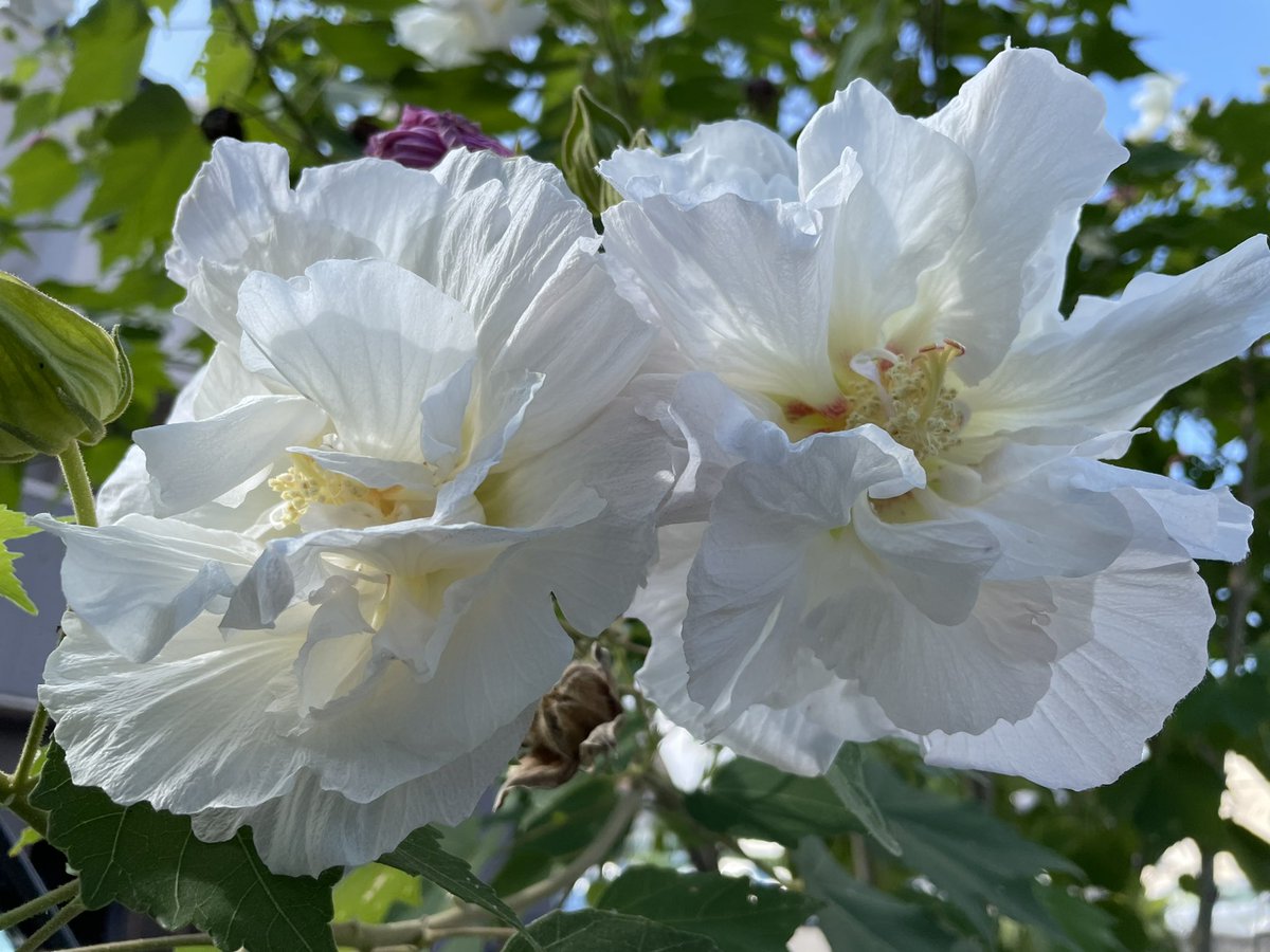 夜空とらいおん のんびり على تويتر Smap が 私の 世界に一つだけの花 芙蓉 花言葉は 繊細の美 他 たぶん酔芙蓉 朝撮ったから白い花だったけど 萎んだ花はピンクだった 夜空とらいおん のんびり على تويتر Smap が 私の 世界に一つだけの花 芙蓉 花言葉は 繊細の美 他 たぶん酔芙蓉 朝撮ったから白い花だったけど 萎んだ花はピンクだった