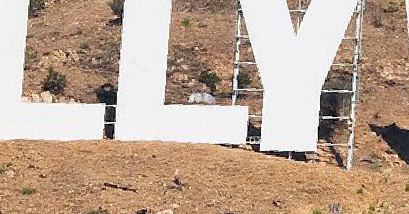 #Browns #RallyPossum 🤩