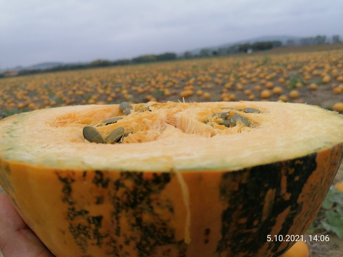 Oil seed pumpkin harvest