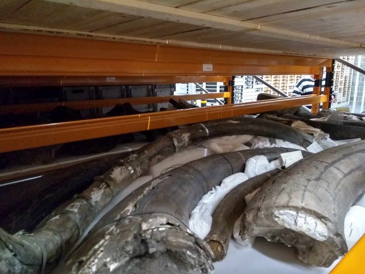 This week, I've been settling into the <a href="/EarthSciCam/">Cambridge Earth Sciences</a> department – it's gone by rather quickly, but it's been fun meeting my fellow grad students, demonstrating in a practical and getting my own office! A particular highlight was a tour of the new <a href="/SedgwickMuseum/">The Sedgwick Museum</a> collections store: